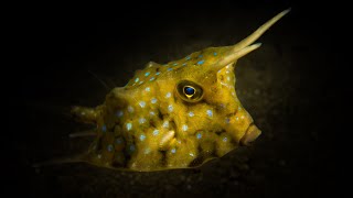 Facts The Longhorn Cowfish [upl. by Alfred]