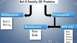 Apoptosis  Regulation by Bcl2  Hindi  Cooper  Apoptosis Regulationofapoptosis [upl. by Ttiwed]