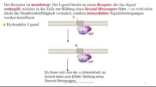 Pharmakodynamik 2 GProteingekoppelte Rezeptoren  Gs Gi und Go Gq [upl. by Lussi633]