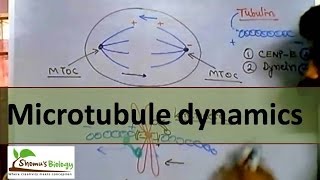 Microtubule polymerization trade milling and function [upl. by Amaty]