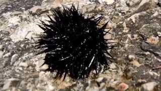 Jeżowiec Chorwacja  Sea urchin Croatia Echinoidea Full HD [upl. by Arlina]