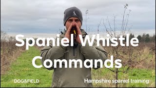 Whistle training commands working Labrador CockerSpringer spaniel puppy gundog training tips [upl. by Cleaves757]