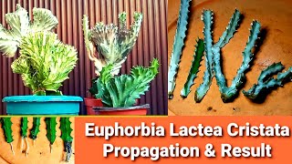 Euphorbia Lactea Cristata Propagation amp Result  Coral Cactus Varieties [upl. by Eelyrag230]