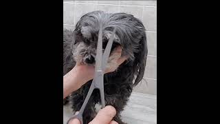 Trimming a Dogs face with scissors PoodleMaltese [upl. by Bullivant220]