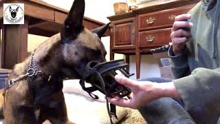 4 Steps to Introducing Your Dog to a Muzzle [upl. by Danette181]