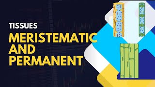 Tissues Meristematic and PermanentIN DETAIL [upl. by Dinse]