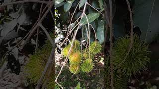 Rambutan tree aka pokok rambutan fruit plants seasonalfruit [upl. by Ymmac]