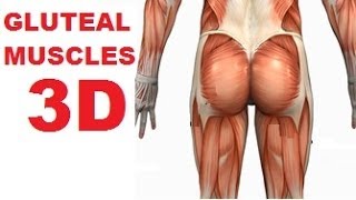 Muscles of the Thigh and Gluteal Region  Part 1  Buttocks Muscles [upl. by Llerrah]