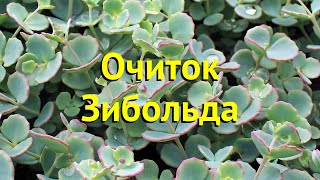 Очиток зибольда Краткий обзор описание характеристик где купить саженцы sedum sieboldii [upl. by Kloster]