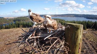 Kielder Ospreys Live Stream Nest 7 [upl. by Tanny]