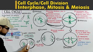 Cell Cycle or Cell division complete lecture Interphase Mitosis and Meiosis [upl. by Iohk891]