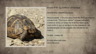 LA TORTUE LEVANTINE  TESTUDO GRAECA IBERA  Tortue grecque [upl. by Koy720]