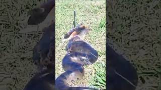 Linda Cobra Sucuri mata cachorro mas é morta pelo caçador que ainda exibe as armas logo em seguida [upl. by Sesilu]