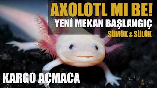 KÇ14  AXOLOTL TAYFA SON DURUM KARGO AÇMACA VE YENİ BAŞLANGIÇ [upl. by Lehcor]