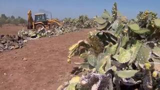 Spot de sensibilisation sur la cochenille du cactus [upl. by Silber]