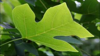 Chinese Tulip Tree [upl. by Ellesirg]