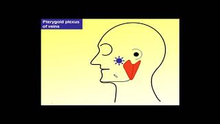 9Magdy SaidHeadinfratemporal region Maxillary artery and Pterygoid plexus [upl. by Gibb379]