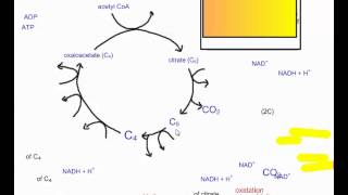 Cellular Respiration Part 4 The Krebs Cycle IB Biology [upl. by Minnie]