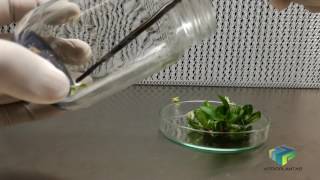 Orquídeas germinación propagación y producción in vitro de phalaenopsis spp [upl. by Edyaw]