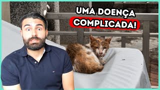 CONHEÇA A PERIGOSA TRÍADE FELINA [upl. by Jadwiga149]