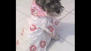 como hacer impermeable para perro [upl. by Terryn]