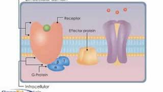 GProtein Coupled Receptors [upl. by Kcirde]