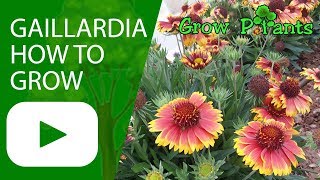 Gaillardia  Blanket flower  How to grow [upl. by Netaf]