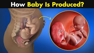 How baby is Created inside female body  A tour From Fertilization to delivery [upl. by Anelad]