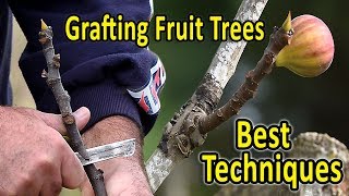 Grafting Fruit Trees  The 2 Best Techniques for Grafting Figs and other fruit trees [upl. by Alenson]