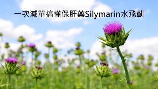 一次減單搞懂保肝藥Silymarin水飛薊 [upl. by Keenan434]