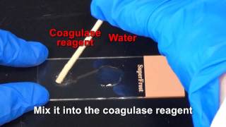 Coagulase Test [upl. by Eatnad422]