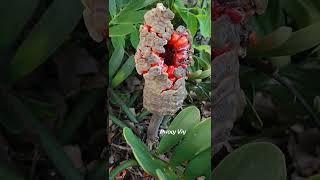 Cardboard Palm Zamia Furfuracea Flowers garden tropicalplants plants plantlovers botanical [upl. by Waylan689]