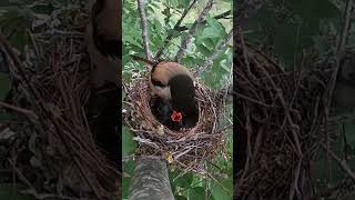 Day4 cuckoo parasitize the shrike bird feed the cuckoo bird bamboo worm杜鹃鸟独占伯劳鸟窝第4天，伯劳鸟给杜鹃鸟喂竹节虫 [upl. by Brinna653]