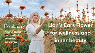 Discover Lions Ears medicinal flower for wellness and inner beauty with acupuncturist Sara Crow [upl. by Ramon]