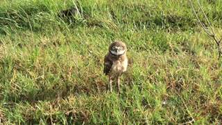 Burrowing Owl  Rattle Snake Call [upl. by Ydnem]