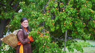 Apricot Season in Ladakh  Biggest Apricot producer in India [upl. by Aysan]