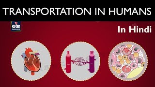 Transportation in human beings in hindi Life processes 10th Biology CBSE  ncert class 10 Science [upl. by Lamraj]