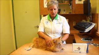 How to apply spoton flea treatment to your cat  Orwell Vets [upl. by Alet]