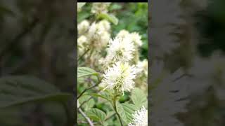 Witch Alder Mt Airy Fothergilla False Cypress Soft Serve Gold Chamaecyparis [upl. by Holihs]