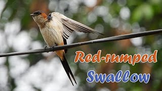 Redrumped swallow [upl. by Blasien]