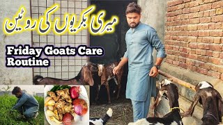 Goats daily routine  how to increase goat milk production  beetal Goats [upl. by Abel456]