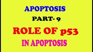 ROLE OF p53 PROTEIN IN APOPTOSIS part9 [upl. by Sissel838]