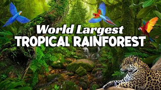 Inside The Largest Tropical Rainforest On Earth [upl. by Casey]