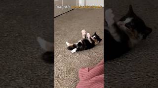 The Cats Unpredictable Pranks [upl. by Dow]