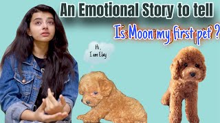 My emotional story  Is moon my first pet   Myra singh  toy poodle  first pet [upl. by Sherrill295]