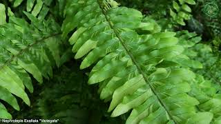 Nephrolepis Exaltata quotVariegataquot  Fern Plants  🇵🇦 Panama [upl. by Johny]