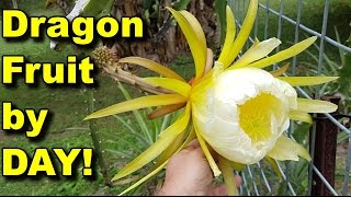 Dragon Fruit Daytime Flower Plus Growing Tips Howto Pitaya [upl. by Ecnarwal]