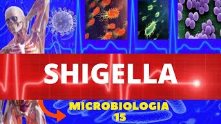 SHIGELLA  MICROBIOLOGIA BACTÉRIAS PATOGÊNICAS  ENTEROBACTÉRIAS [upl. by Colner]