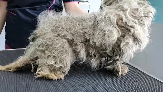 WORST Dog Condition Ive EVER Seen I FULLY MATTED With Fleas and Ticks [upl. by Imojean]