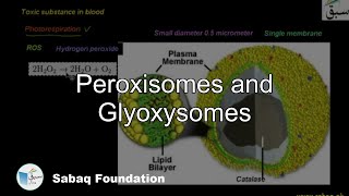 Peroxisomes and Glyoxysomes Biology Lecture  Sabaqpk [upl. by Uhn550]